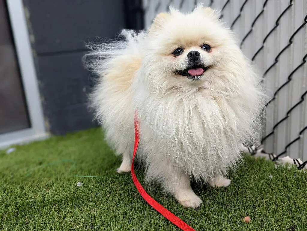 The first Ukrainian dog transported by the San Diego Humane Society is playing in the nonprofit's dog yard in San Diego on May 1, 2022. (Courtesy of San Diego Humane Society)