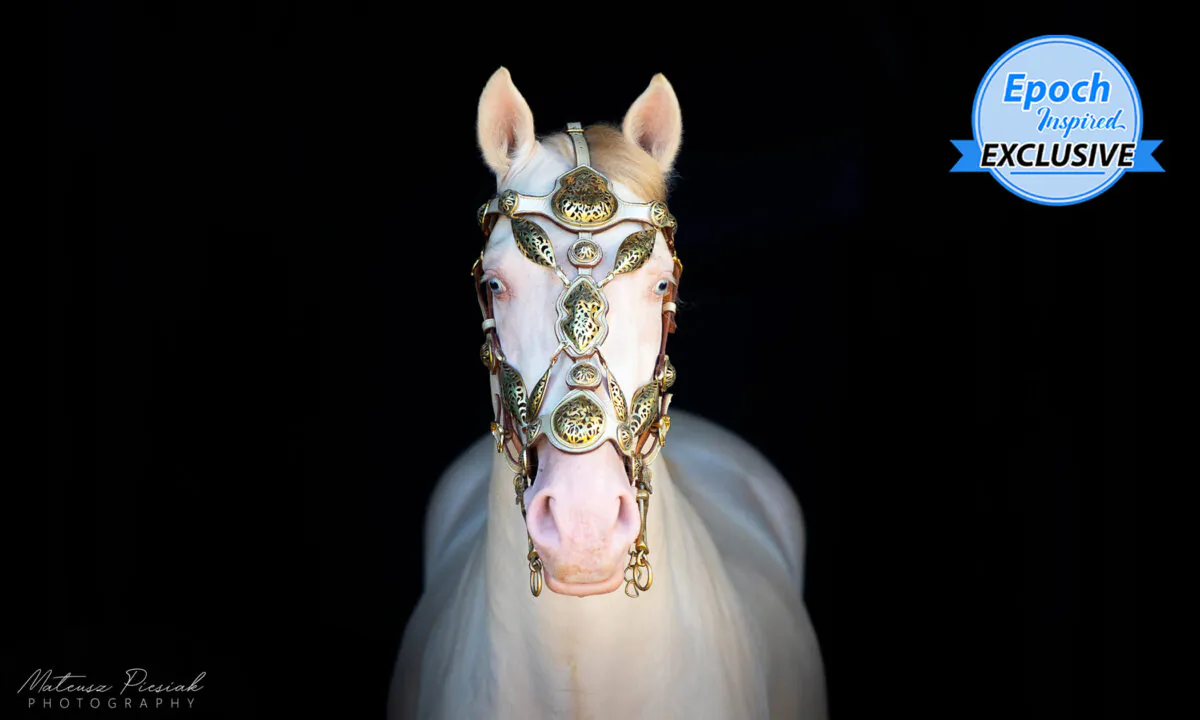 (Courtesy of Blanka Satora Horse Show)