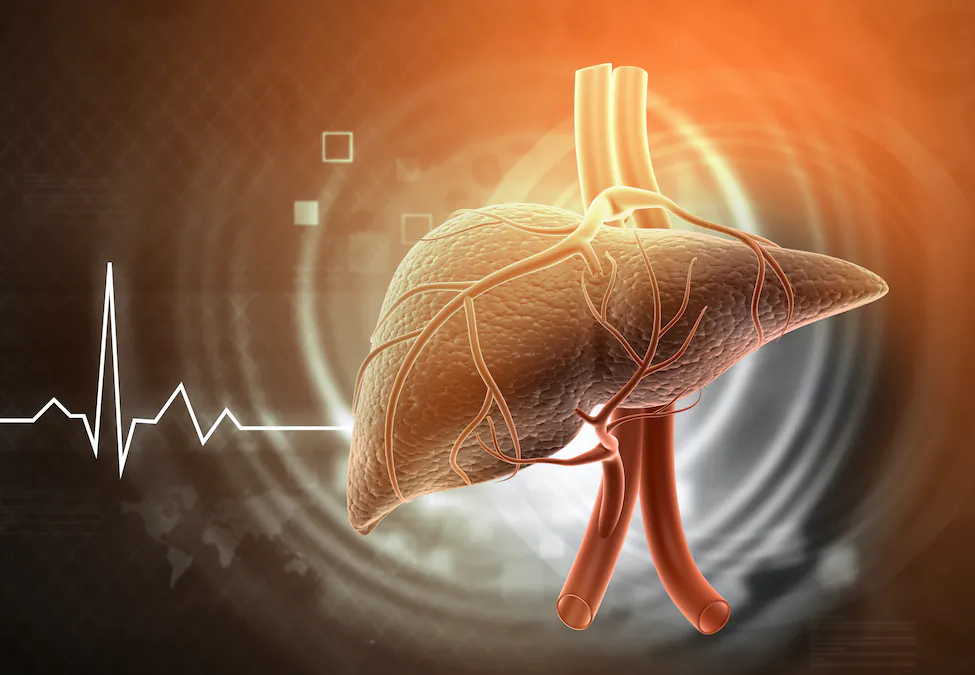 The liver has an incredible capacity to rebuild itself as long as you don't abuse it too much for too long.(Explode/Shutterstock)