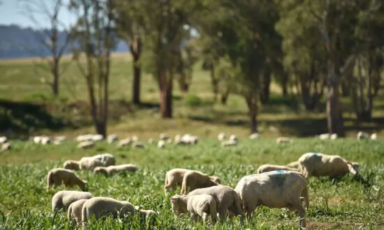 Broadacre Farm Income to Decline Significantly