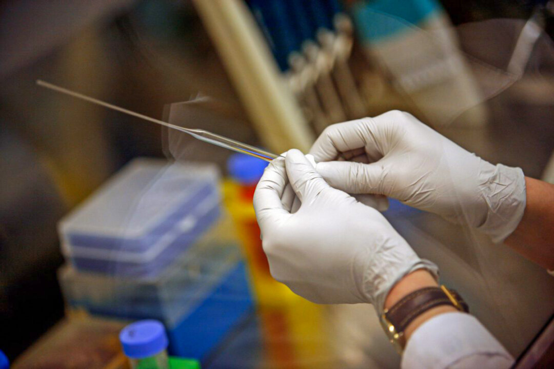 A researcher prepares stem cells in Madison, Wisconsin, on March 10, 2009. (Darren Hauck/Getty Images)