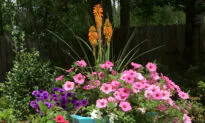 On Gardening: Aqua Blue Pots on a Hill the ‘Peace’ de Resistance