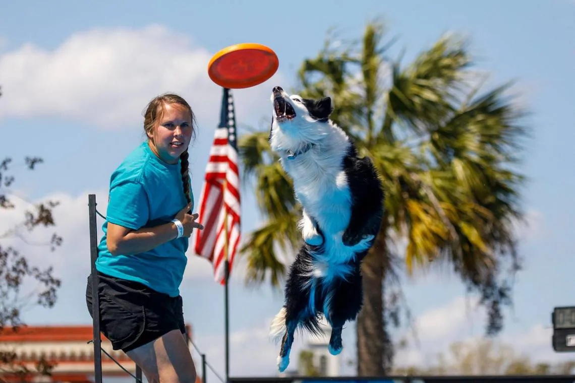 Maggie Bogdanski tosses a frisbee for her Border Collie "Riot" at the first round Big Wave Air competition on Friday to kick off the Waccamaw Sportsmen's Expo in Myrtle Beach, South Carolina on March 25, 2022. (Jason Lee/jlee@thesunnews.com/TNS)