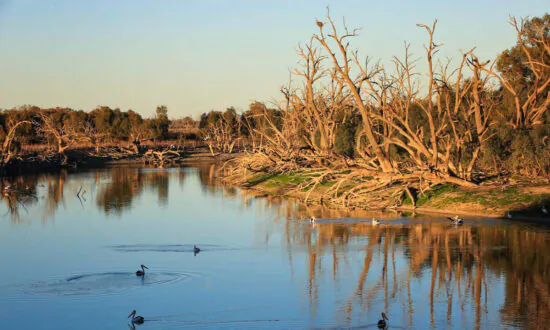 Hydroponic Australian Native Plants Found to Pull ‘Indestructible’ Chemical Contaminants From Water