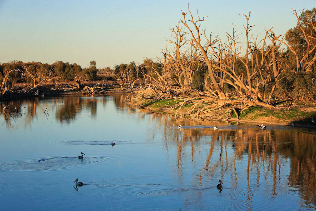 Politicians Call for Action on Mass Fish Deaths in Australia's New South Wales - Vimarsana News