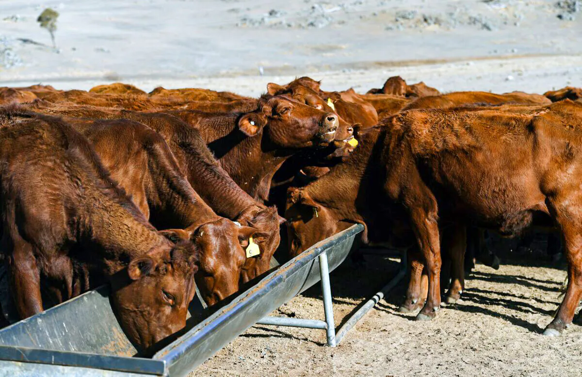 Cattle feeding from a trough on a drought-affected farm near Armidale in regional New South Wales on Aug. 26, 2019. (WILLIAM WEST/AFP/Getty Images)