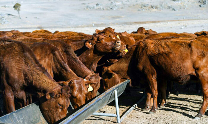 Cattle feeding from a trough on a drought-affected farm near Armidale in regional New South Wales on Aug. 26, 2019. (WILLIAM WEST/AFP/Getty Images)