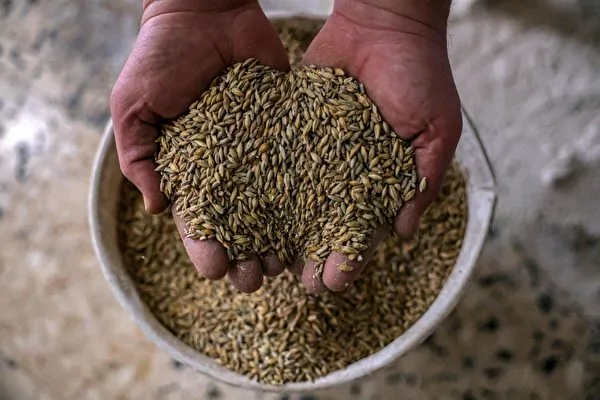 China Corn Futures at Record High Due to Adverse Factors