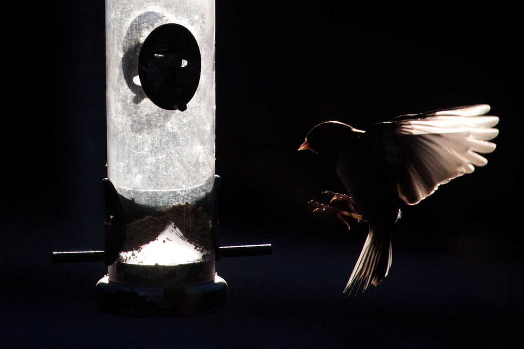 British Columbians Asked to Take Down Bird Feeders as Avian Flu Hits More Poultry Flocks