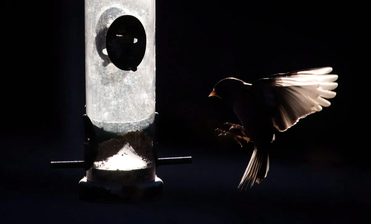 A small bird lands on a bird feeder in North Vancouver, in a file photo. (The Canadian Press/Darryl Dyck)