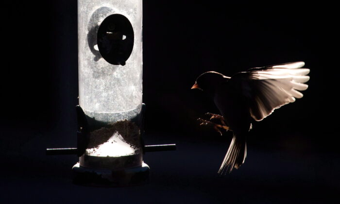 A small bird lands on a bird feeder in North Vancouver, in a file photo. (The Canadian Press/Darryl Dyck)