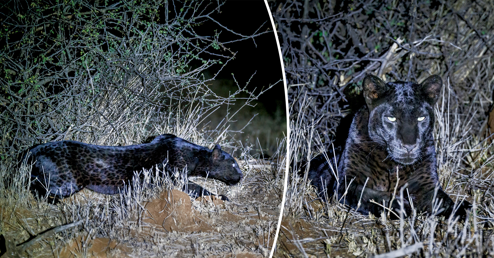 Couple Captures Photos of Rare Black Leopard During a Trip to Kenya - Vimarsana News
