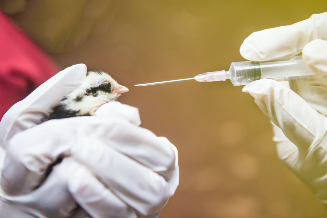 American consumers are eating a strange brew of drugs and hormones that livestock producers are using to spur their animals to grow more quickly.(doctor_k/Shutterstock)