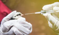 New Generation of Livestock Drugs Linked to Cancer