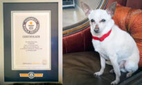21-Year-Old Chihuahua in Palm Beach Named ‘World’s Oldest Dog Living,’ Covets Guinness World Record