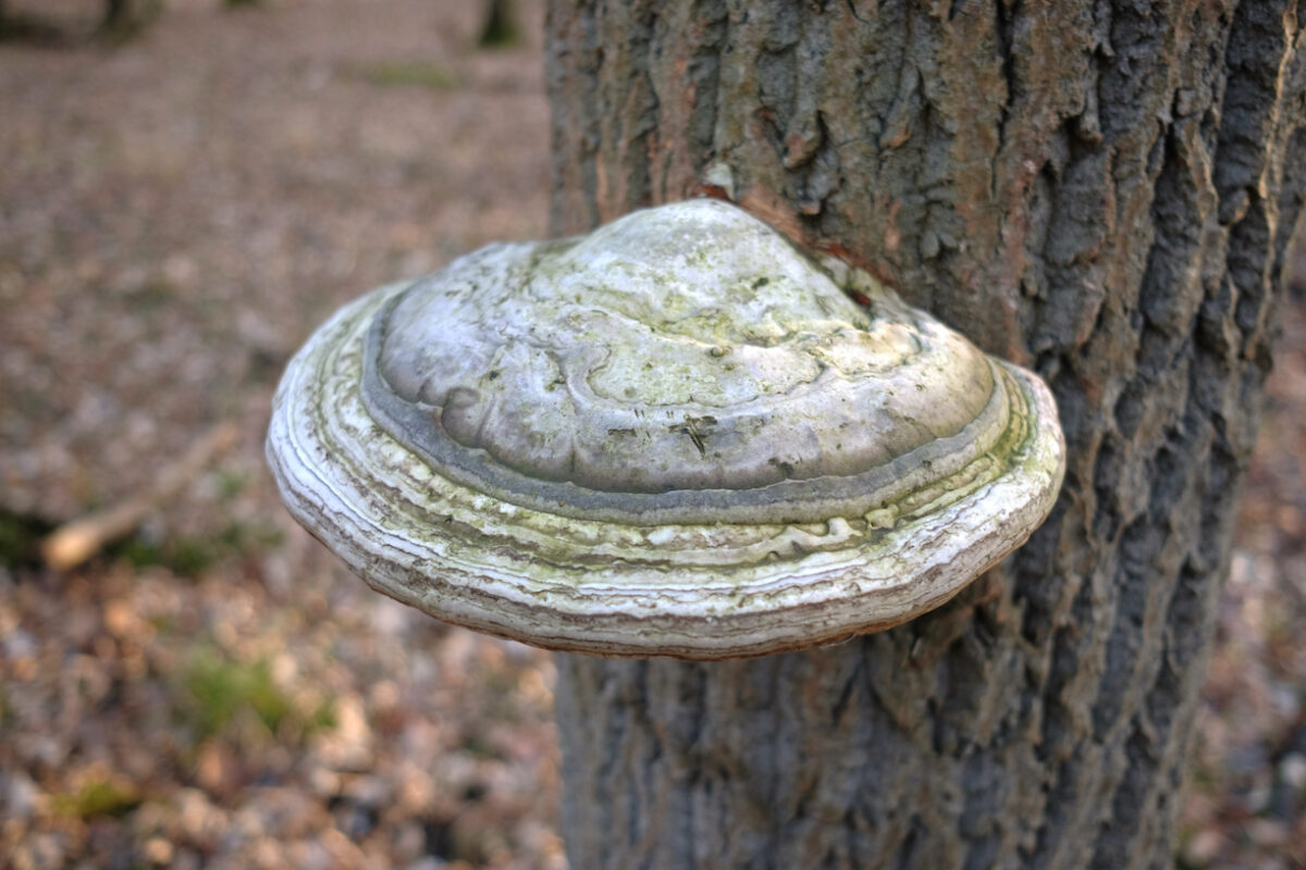 The Mighty Agarikon Mushroom