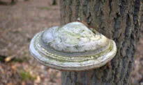 The Mighty Agarikon Mushroom