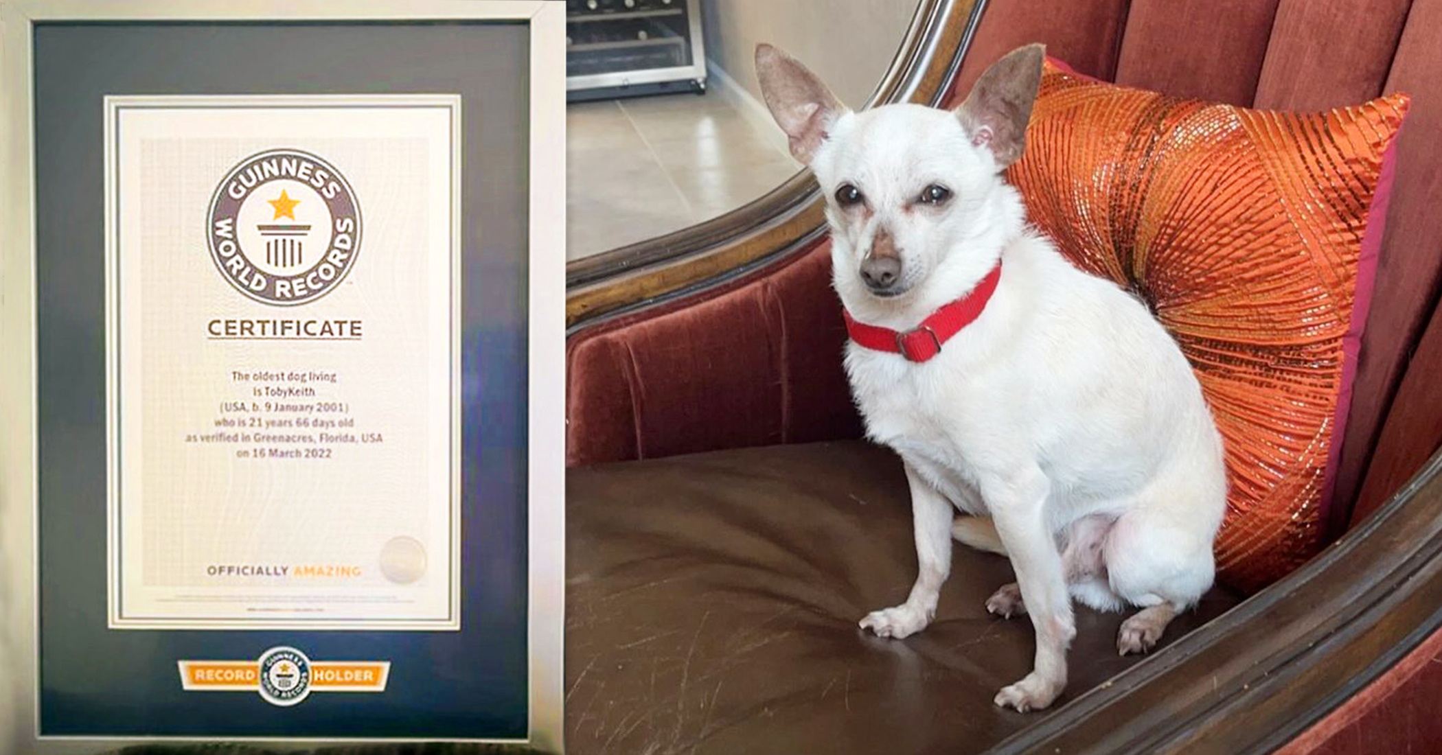 21-year-old-chihuahua-in-palm-beach-named-world-s-oldest-dog-living-covets-guinness-world-record