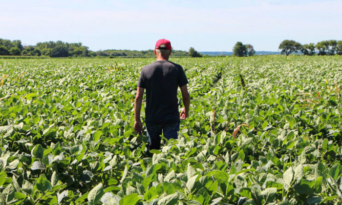 Farmer Terry Davidson walks through his soy fields in Harvard, Ill., on July 6, 2018. (NOVA SAFO/AFP/Getty Images)