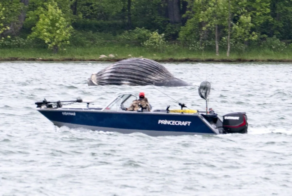 A boat cruises past a lifeless humpback whale drifting down the St. Lawrence River near Vercheres, Que. on June 9, 2020. (The Canadian Press/Paul Chiasson)