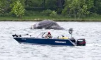 Marine Mammal Group Confirms Sighting of Wayward Minke Whale in Montreal Area
