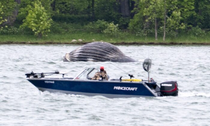 A boat cruises past a lifeless humpback whale drifting down the St. Lawrence River near Vercheres, Que. on June 9, 2020. (The Canadian Press/Paul Chiasson)