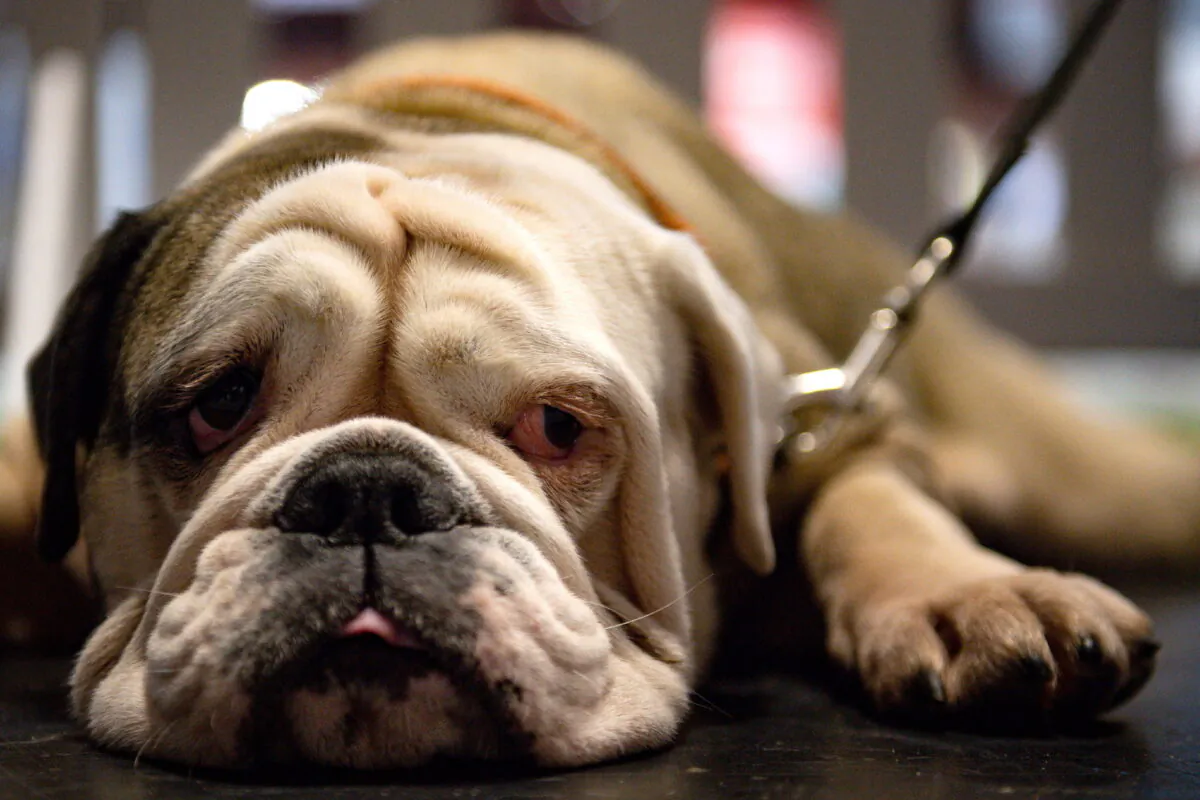Undated photo of a bulldog. (Jacob King/PA)