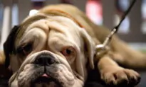 Big Tech Forced to Remove Animal Torture Videos Under New Online Safety Laws