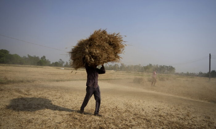 An Indian farmer carries wheat crop harvested from a field on the outskirts of Jammu, India, on April 28, 2022. (Channi Anand/AP Photo)