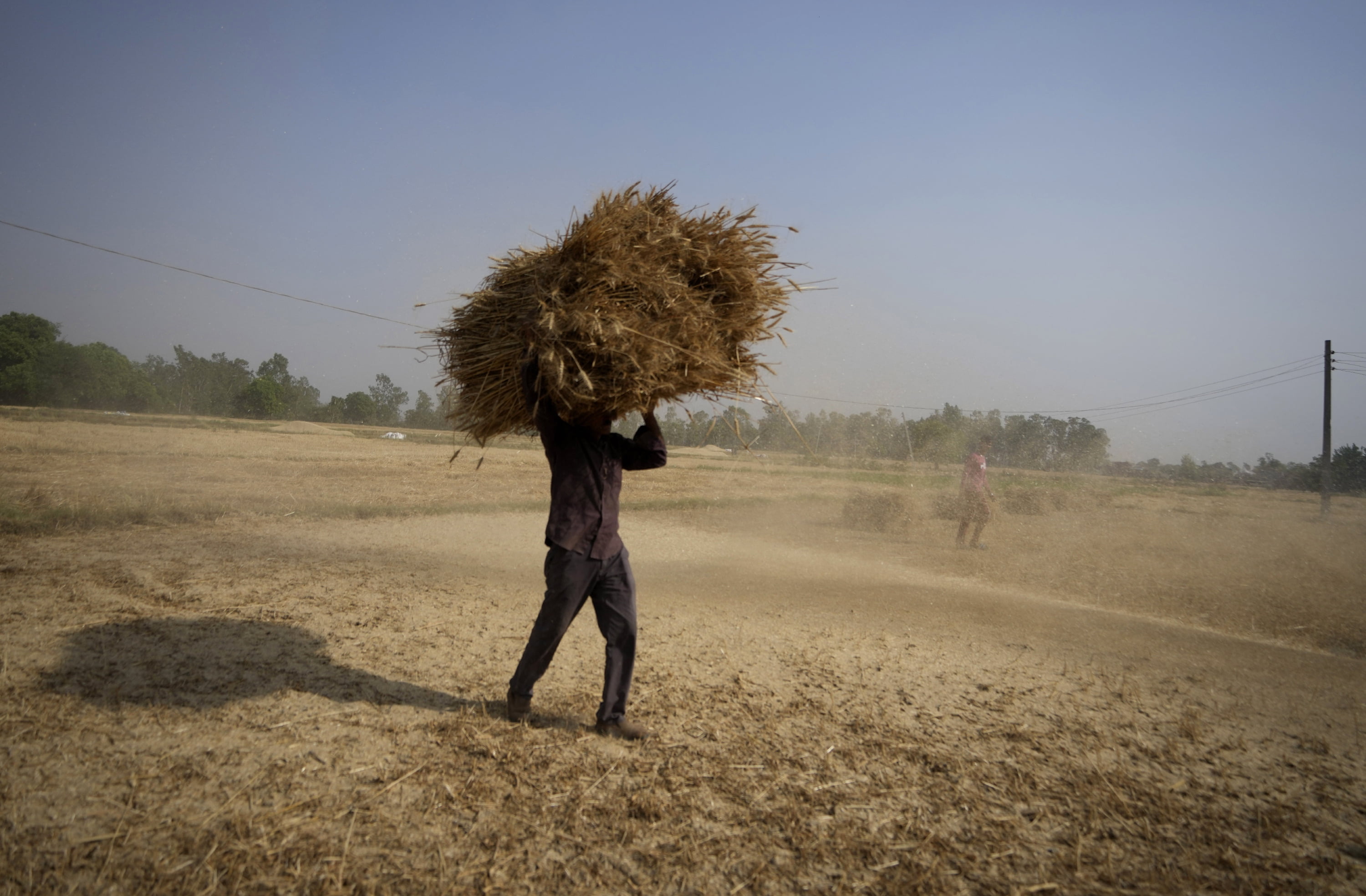 India Open to Exporting Wheat to Needy Nations Despite Ban - Vimarsana News