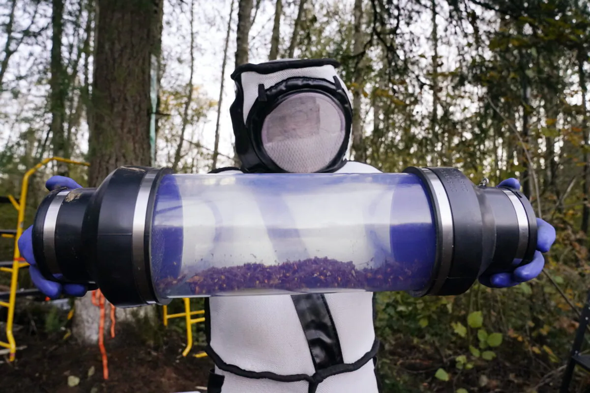 Sven Spichiger, Washington state Department of Agriculture managing entomologist, displays a canister of Asian giant hornets vacuumed from a nest in a tree behind him in Blaine, Wash., on Oct. 24, 2020. (Elaine Thompson/AP Photo)