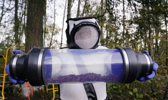 Scientists Will Set 1,000 Traps for Murder Hornets This Year