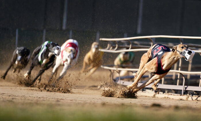 New Zealand to Ban Greyhound Racing From 2026