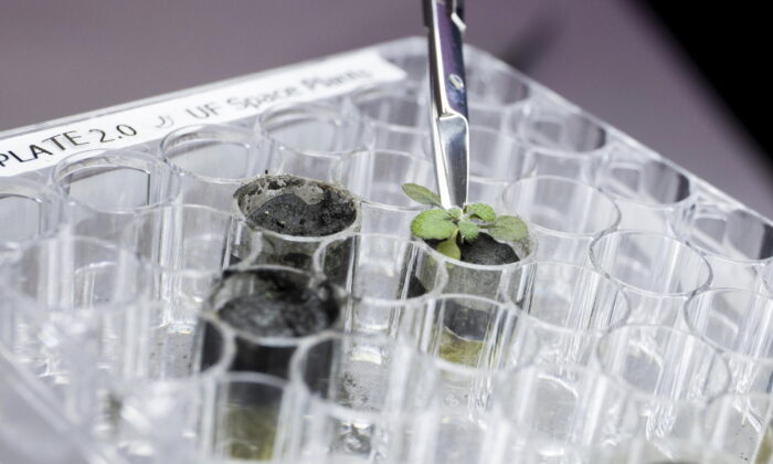 A researcher harvests a thale cress plant growing in lunar soil, at a laboratory in Gainesville, Fla. (Tyler Jones/UF/IFAS via AP)