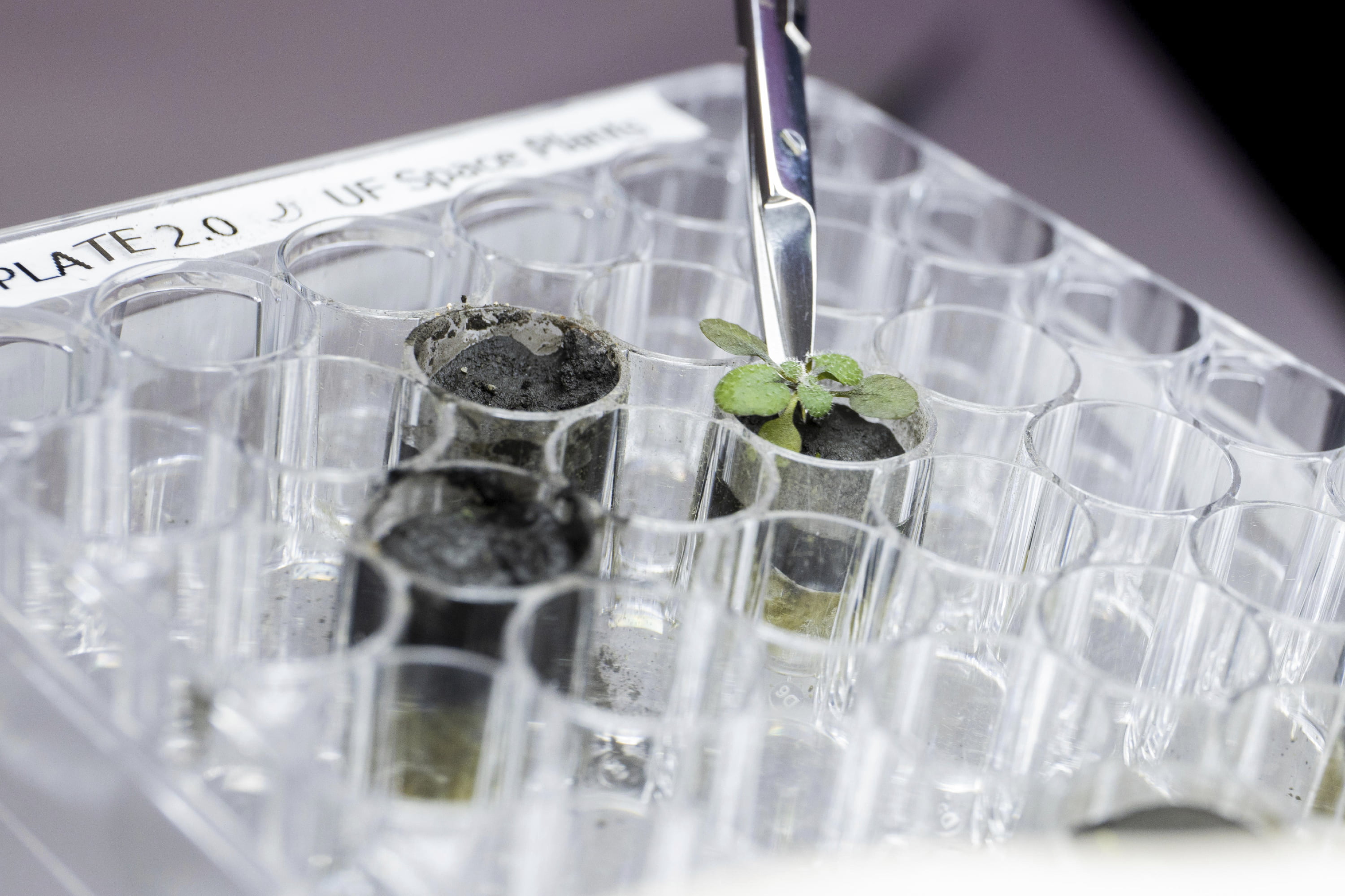 Scientists Grow Plants in Lunar Dirt, Next Stop Moon - Vimarsana News