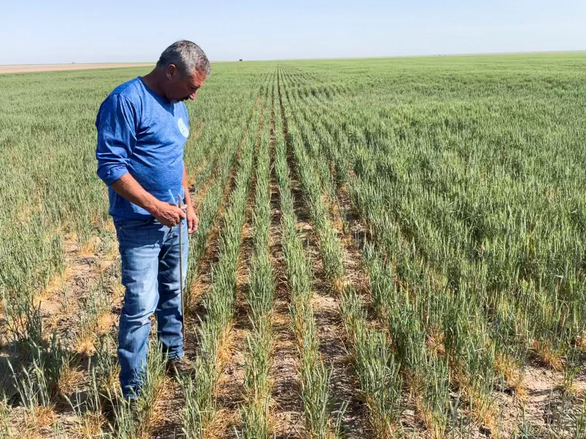 Gary Millershaski, a farmer and scout on the Wheat Quality Council's Kansas wheat tour, inspects winter wheat stunted by drought near Syracuse, Kan., on May 18, 2022. (Julie Ingwersen/Reuters)