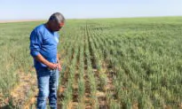 US Wheat Crop Hit by Dry Winter Then Soggy Spring, Adding to Global Tightness