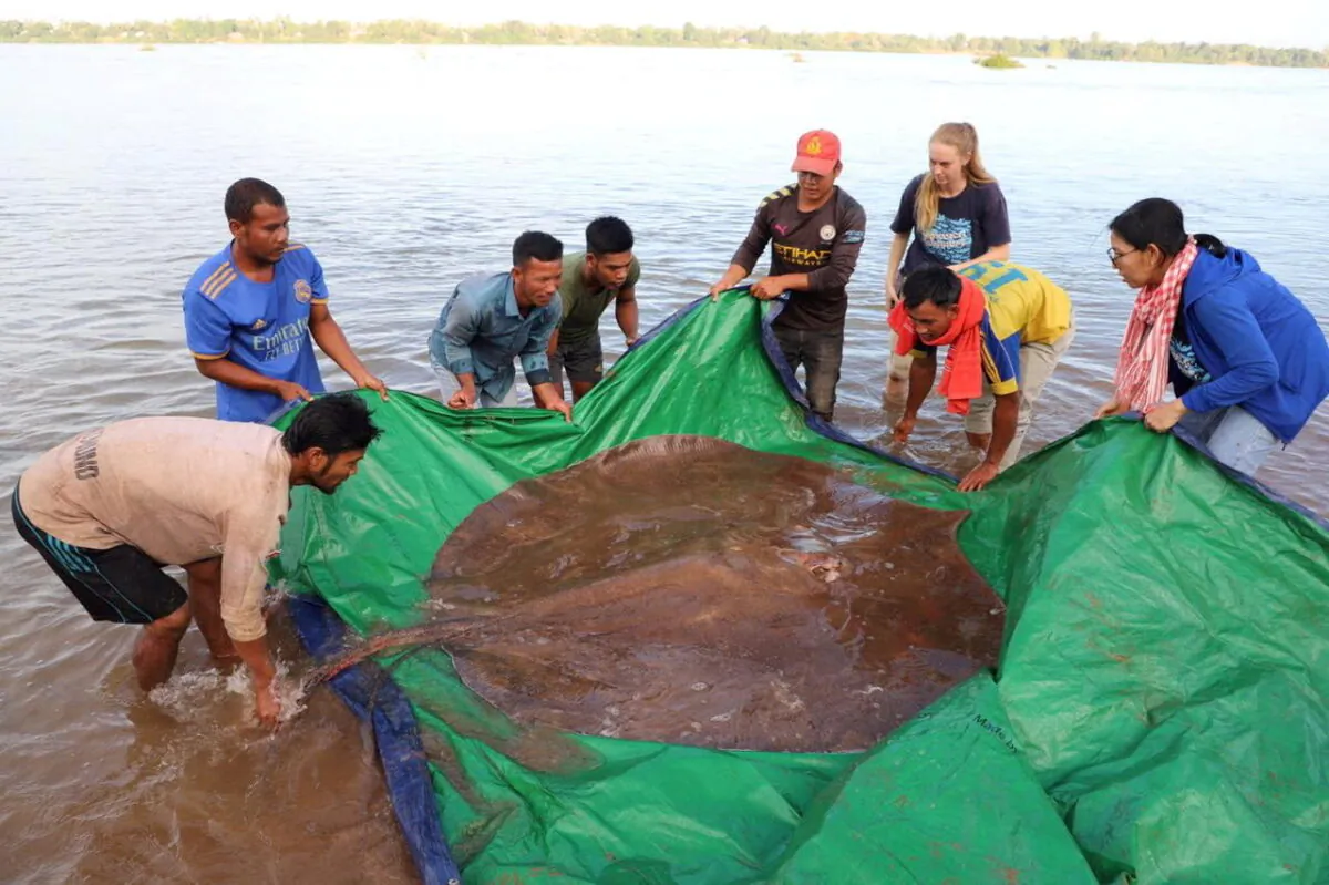Local fishermen stand with a rescued 180-kilogram and 4-meter long giant freshwater stingray hooked by a fisherman's net at the Mekong River, in Stung Treng province, Cambodia, on May 5, 2022. (University of Nevada/Handout via Reuters)