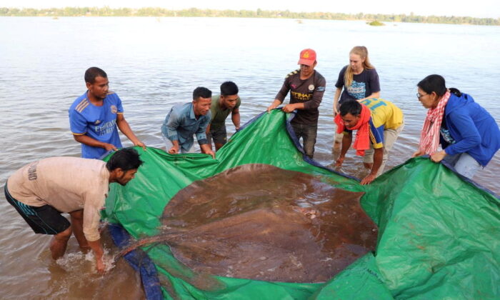 Local fishermen stand with a rescued 180-kilogram and 4-meter long giant freshwater stingray hooked by a fisherman's net at the Mekong River, in Stung Treng province, Cambodia, on May 5, 2022. (University of Nevada/Handout via Reuters)