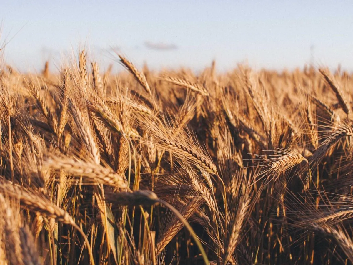 A field of wheat in a stock photo. (Tomasz Filipek/Unsplash)