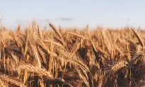 US Agriculture Exports Hit Record High in 2022