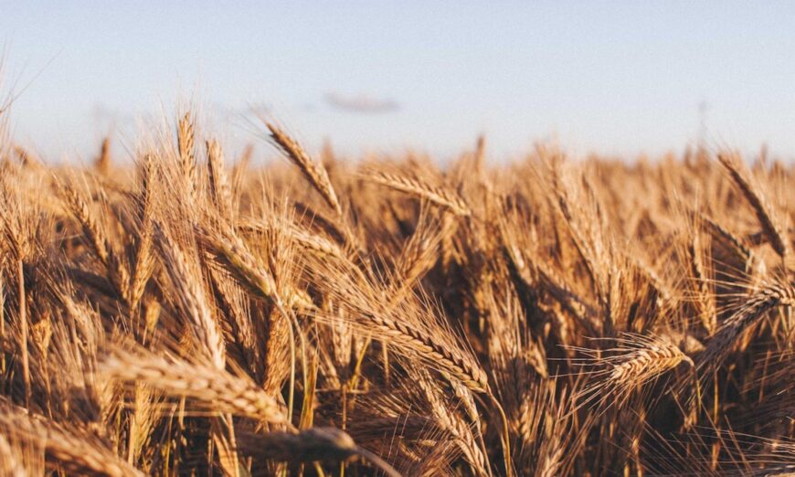 A field of wheat in a stock photo. (Tomasz Filipek/Unsplash)