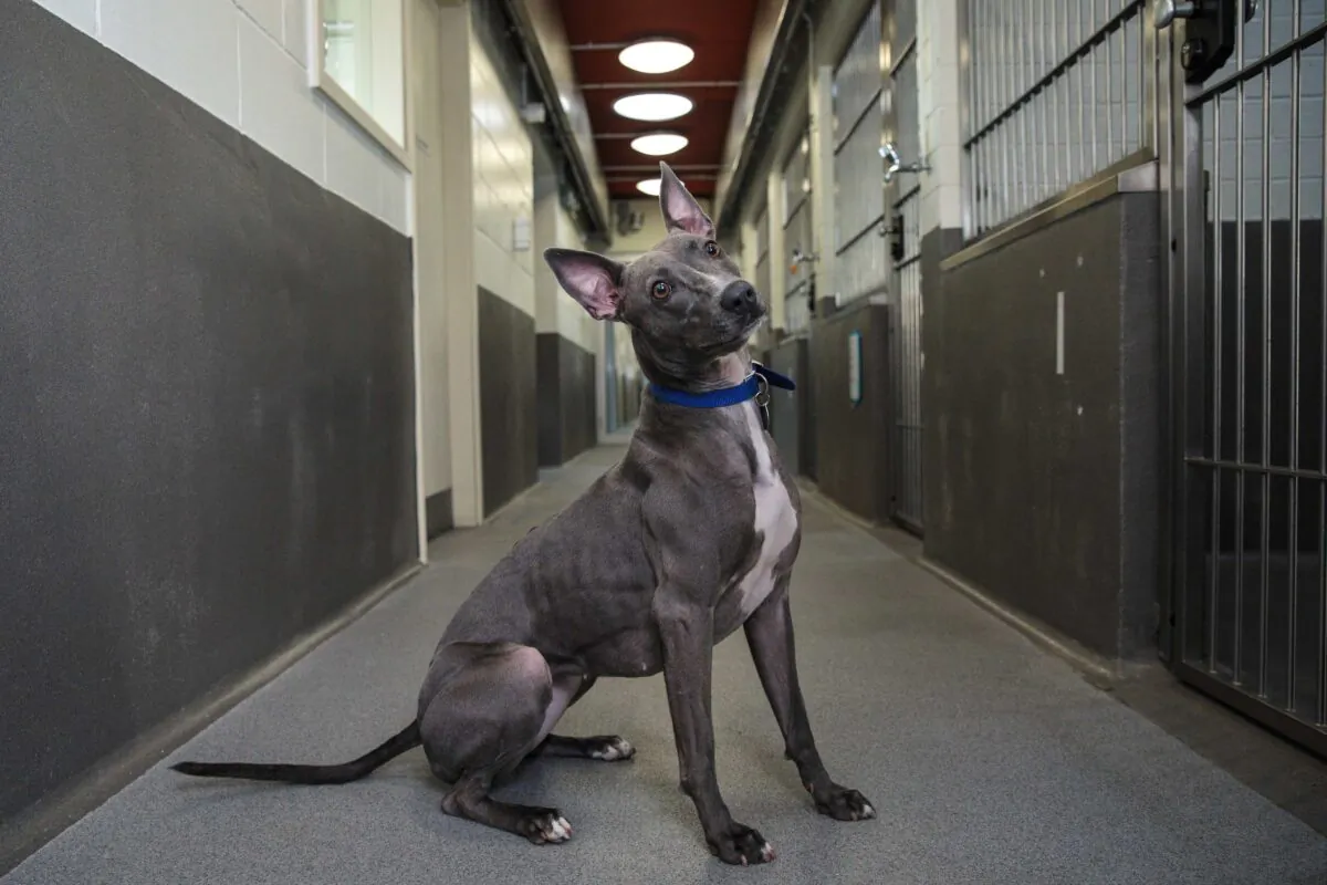 Mistletoe, a two year-old Lurcher, is pictured outside the kennels at Battersea Dogs and Cats Home, where it has lived for 69 days, in London on Dec. 13, 2018. (Jack Taylor/Getty Images)
