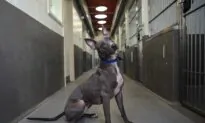 UK Animal Cruelty Offenders Could Get 5 Years in Jail
