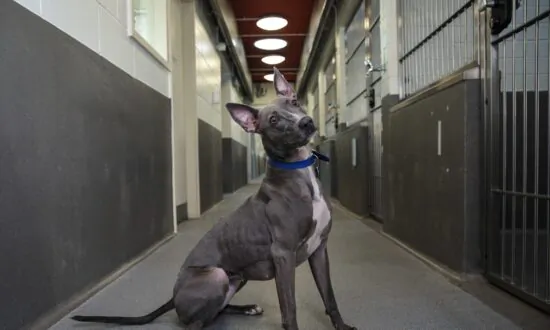 UK Animal Cruelty Offenders Could Get 5 Years in Jail
