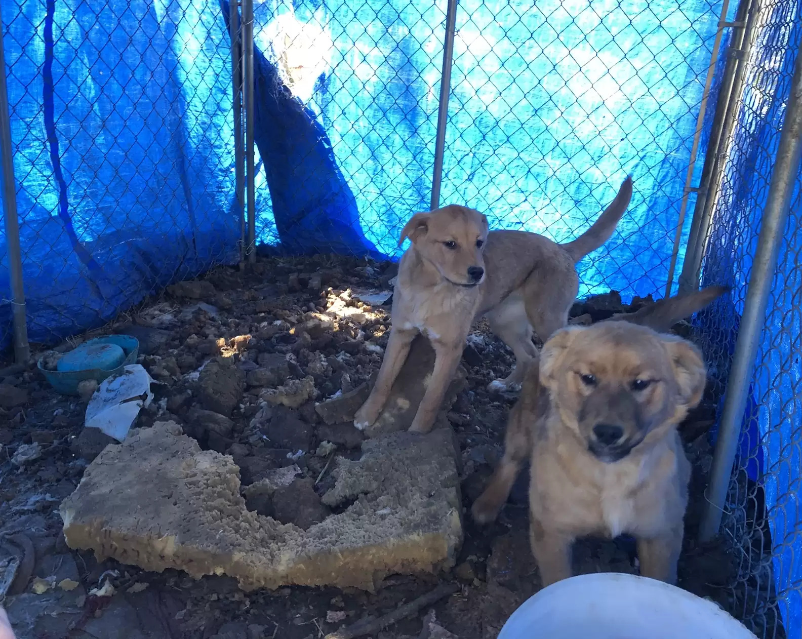 After being rescued from a filthy pen, a shelter puppy comforted his