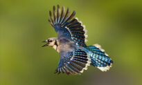 Photographer Captures Breathtaking Close-Up Photos of Blue Jays in Her Own Backyard