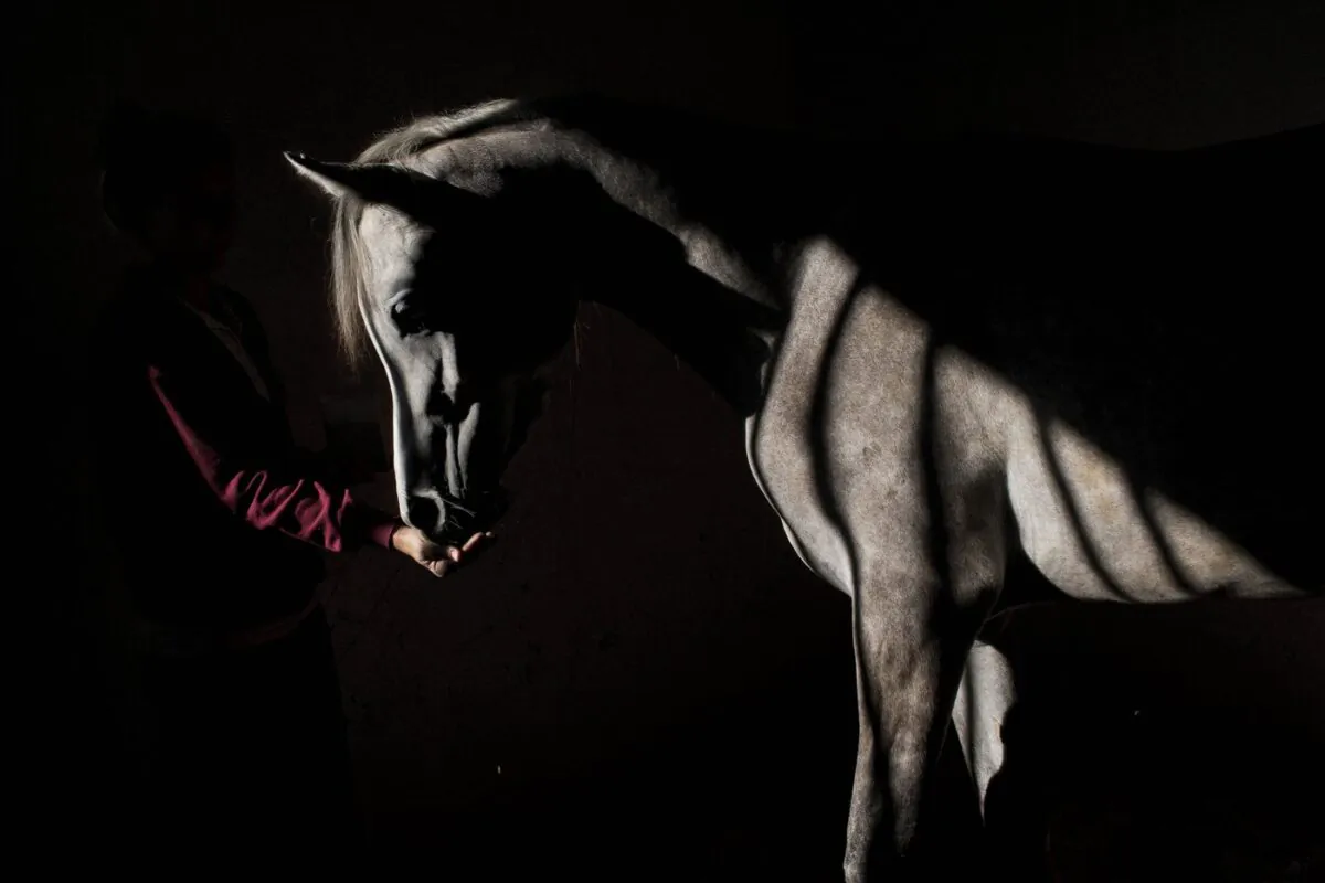 In this Monday, Dec. 7, 2015, photo, a veterinary technician feeds a horse in Rishon Lezion, Israel. (The Canadian Press/AP Photo/Oded Balilty)