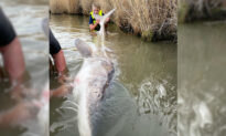 12-Year-Old Angler in Idaho Reels in 10-Foot Monster Sturgeon, Ties Catch-and-Release State Record