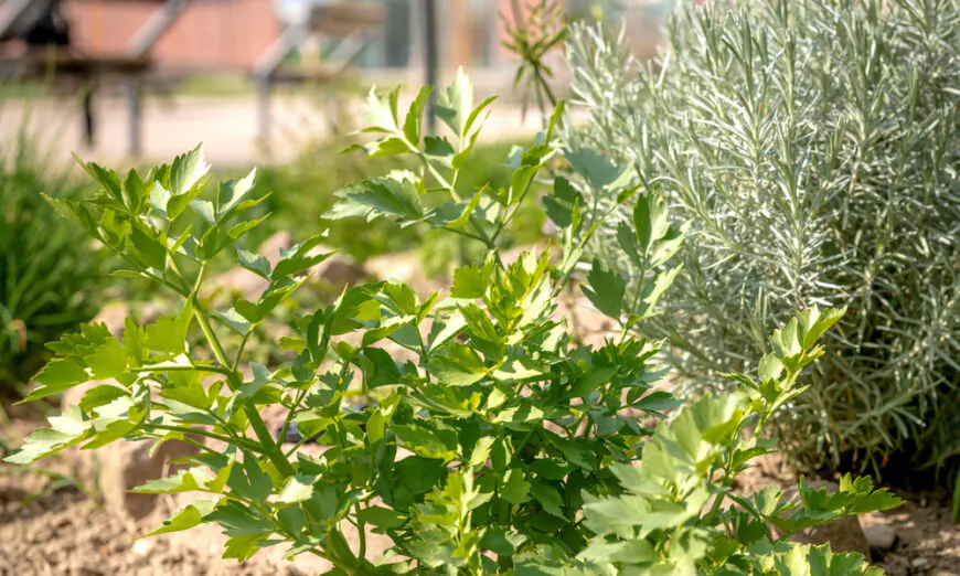 If You Haven’t Tried Lovage—an Herb With the Flavor of Supercharged
